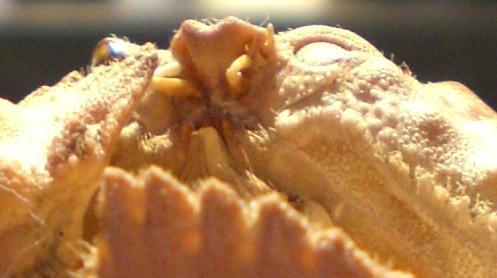 calappa undulata T.F.C. base antenna.JPG